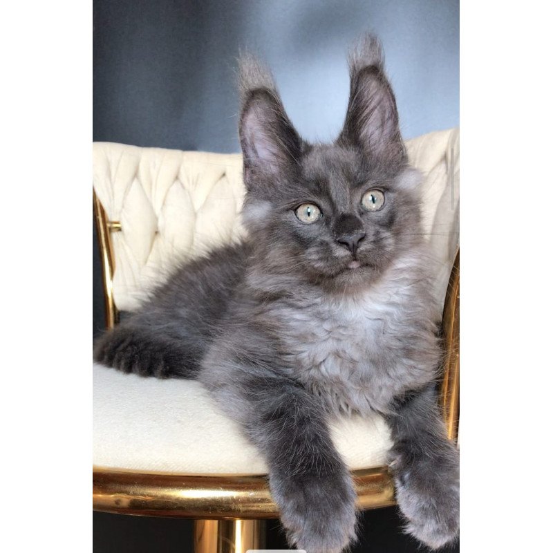 Maine Coon EZ Unicum Boss
