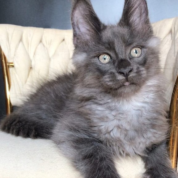 Maine Coon EZ Unicum Boss