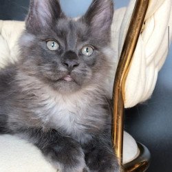 Maine Coon EZ Unicum Boss