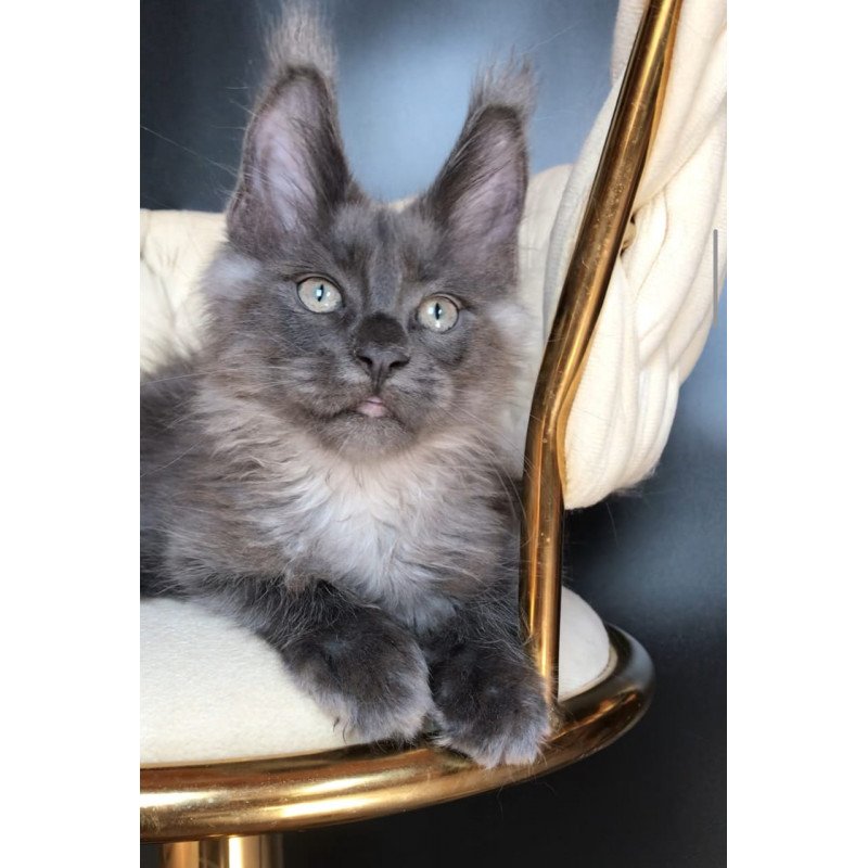Maine Coon EZ Unicum Boss