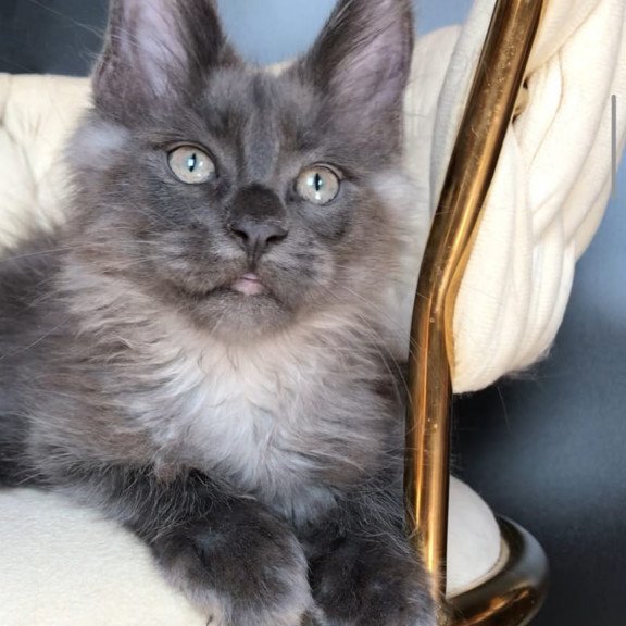 Maine Coon EZ Unicum Boss