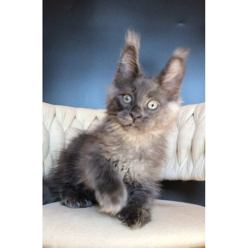 Maine Coon EZ Unicum Boss