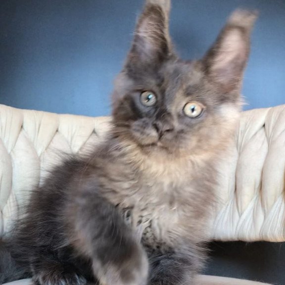 Maine Coon EZ Unicum Boss