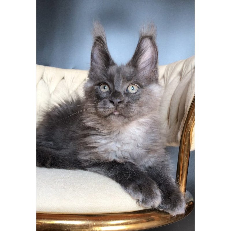 Maine Coon EZ Unicum Boss