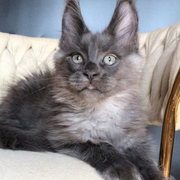 Maine Coon EZ Unicum Boss