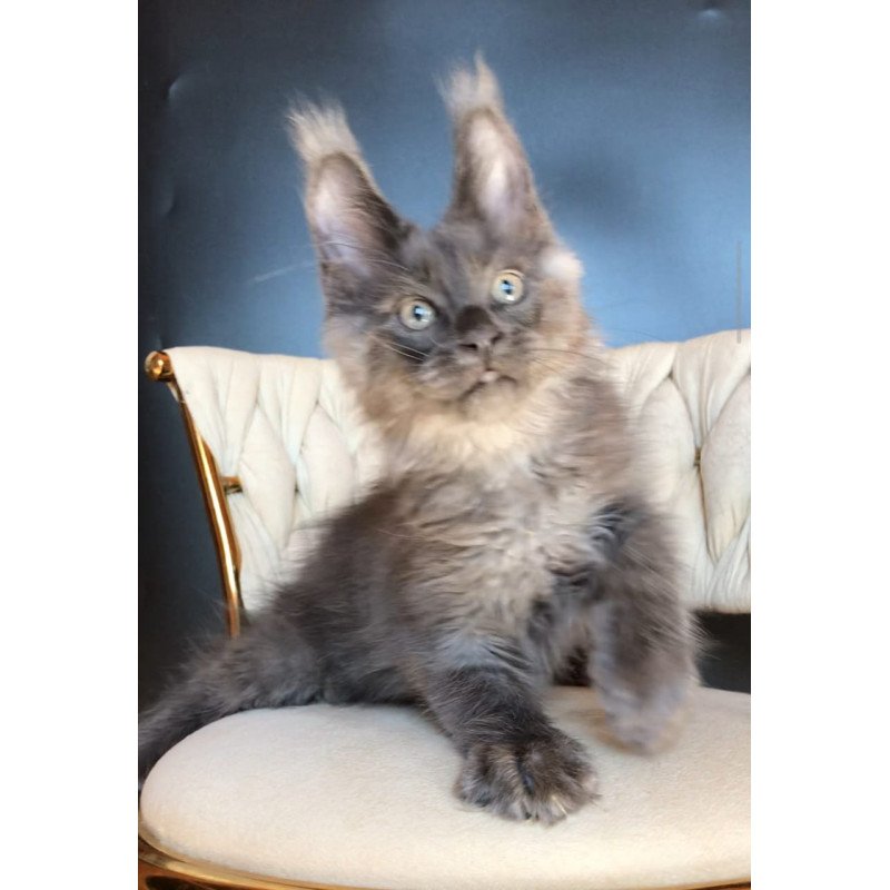 Maine Coon EZ Unicum Boss