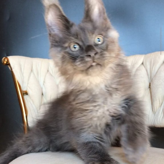 Maine Coon EZ Unicum Boss