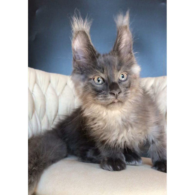 Maine Coon EZ Unicum Boss
