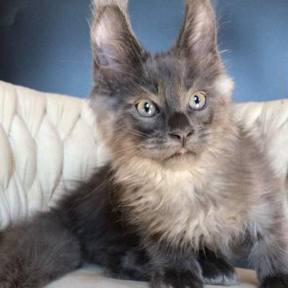 Maine Coon EZ Unicum Boss