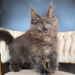 Maine Coon EZ Ulf