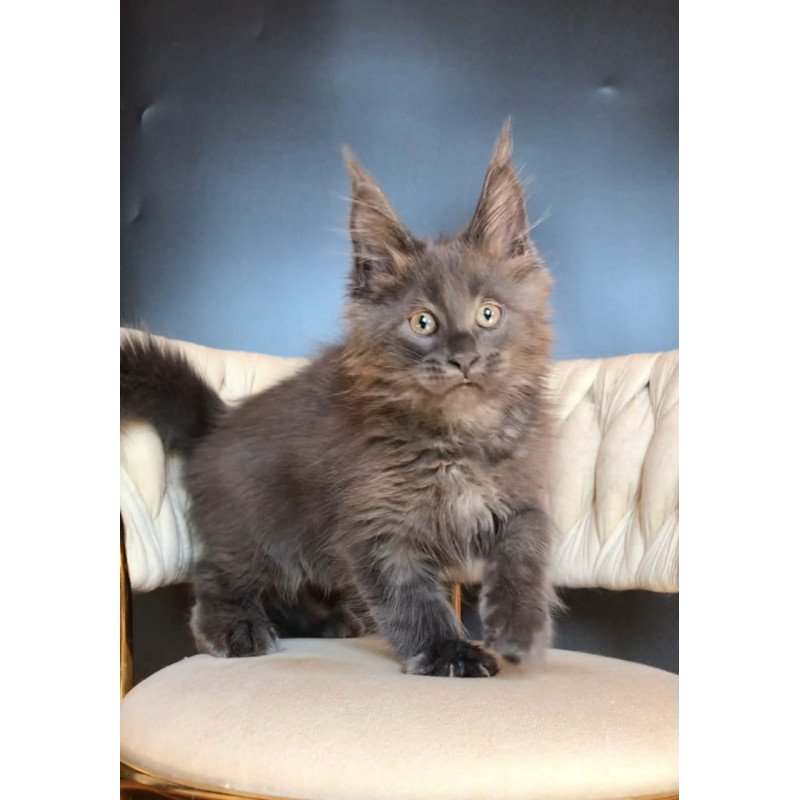Maine Coon EZ Ulf