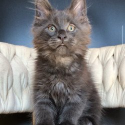 Maine Coon EZ Ulf