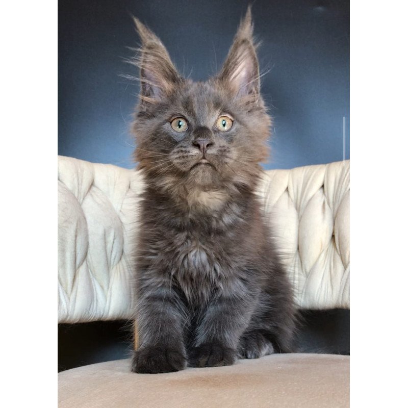 Maine Coon EZ Ulf