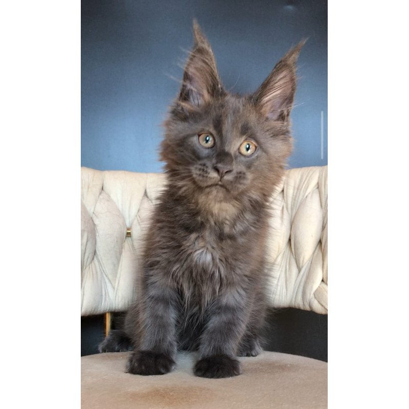 Maine Coon EZ Ulf