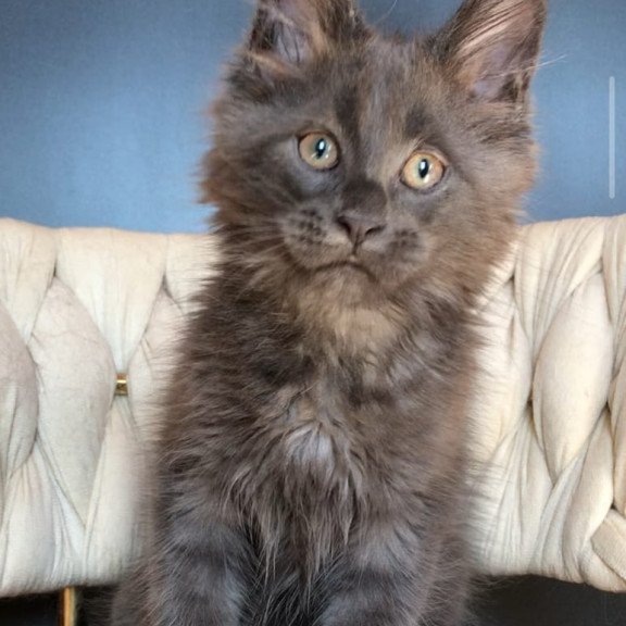 Maine Coon EZ Ulf