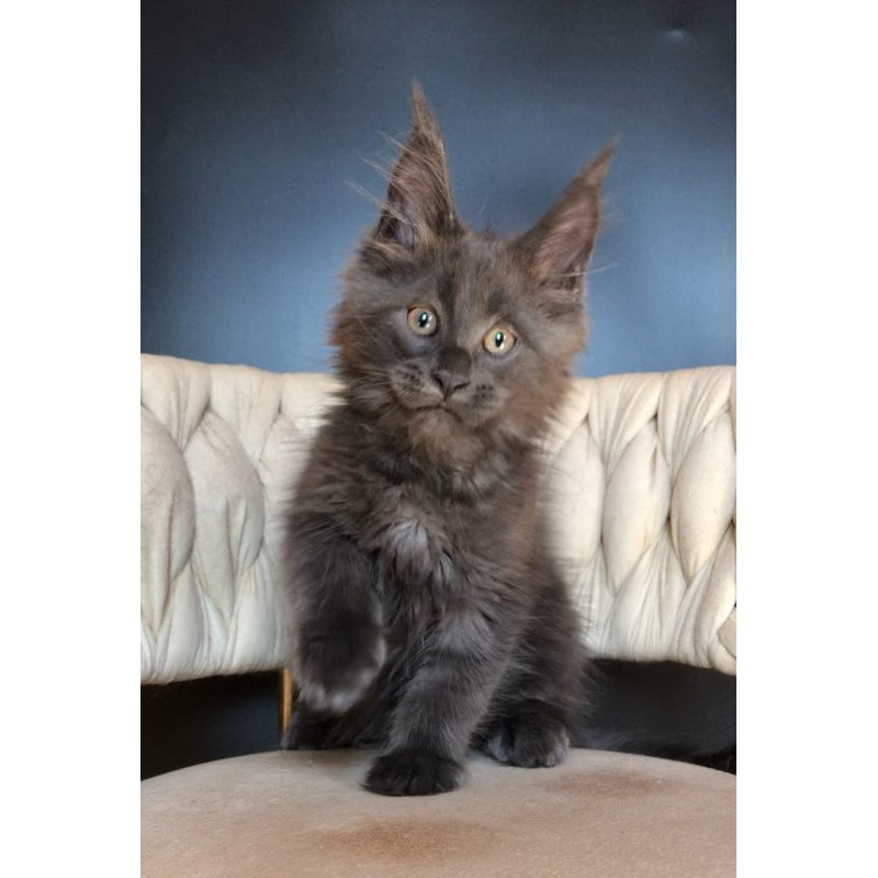 Maine Coon EZ Ulf