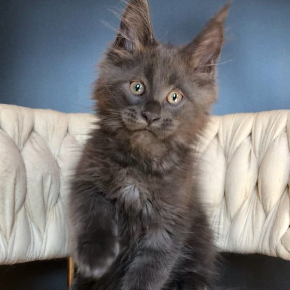 Maine Coon EZ Ulf