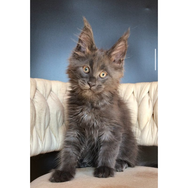Maine Coon EZ Ulf