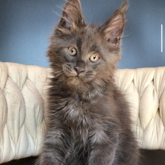Maine Coon EZ Ulf