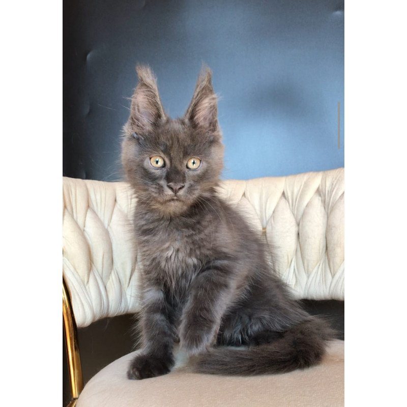 Maine Coon EZ Umka
