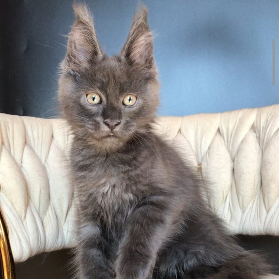 Maine Coon EZ Umka