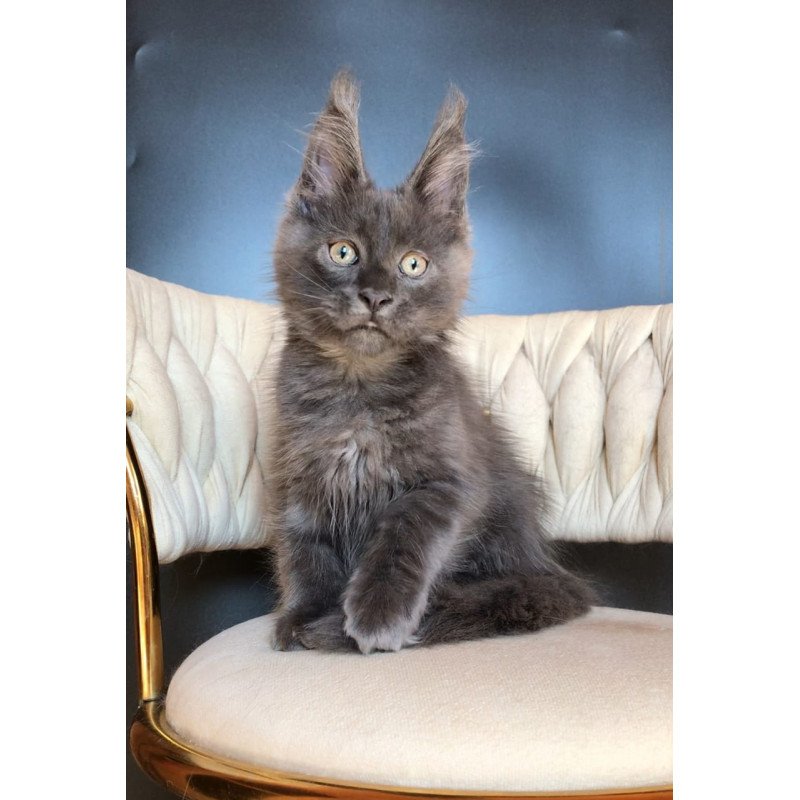 Maine Coon EZ Umka