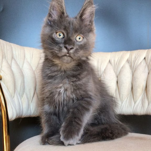 Maine Coon EZ Umka