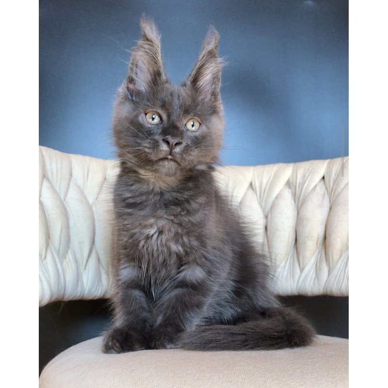 Maine Coon EZ Umka