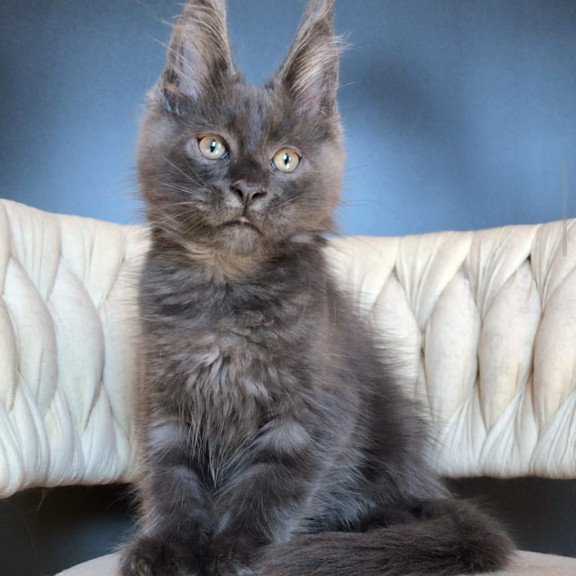 Maine Coon EZ Umka