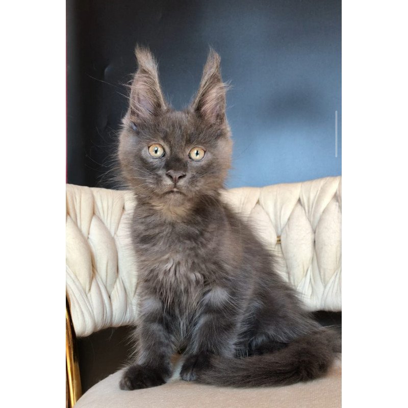 Maine Coon EZ Umka