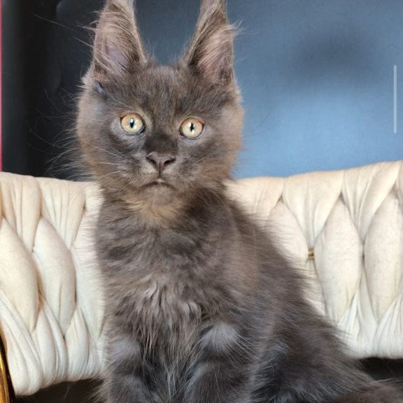 Maine Coon EZ Umka