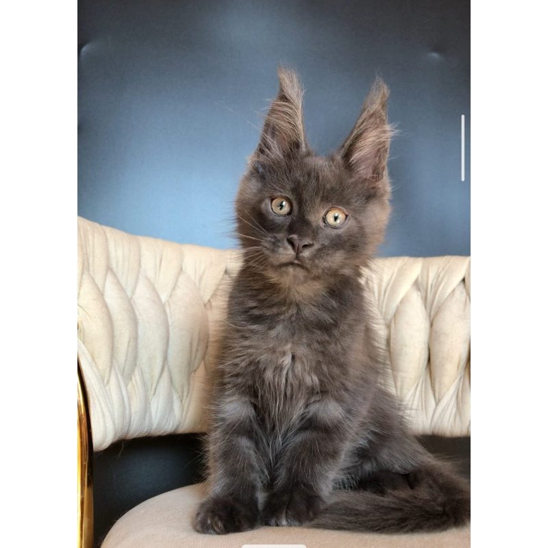 Maine Coon EZ Umka
