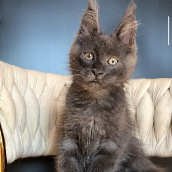 Maine Coon EZ Umka