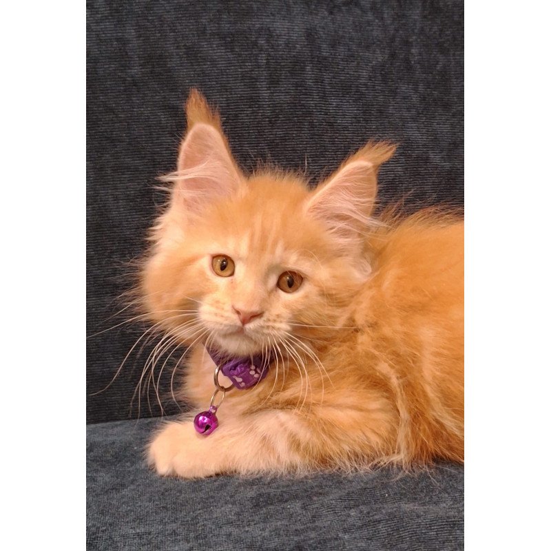 Maine Coon EZ Afridita
