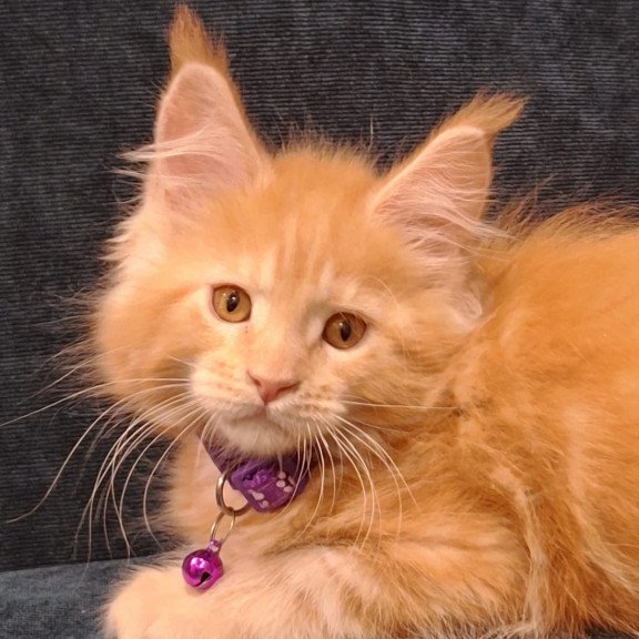 Maine Coon EZ Afridita
