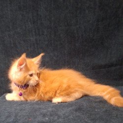 Maine Coon EZ Afridita
