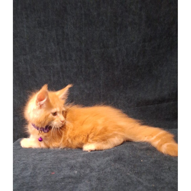 Maine Coon EZ Afridita