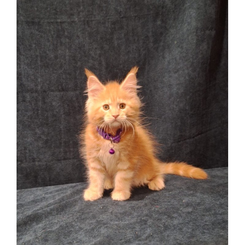 Maine Coon EZ Afridita