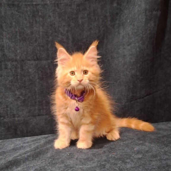 Maine Coon EZ Afridita