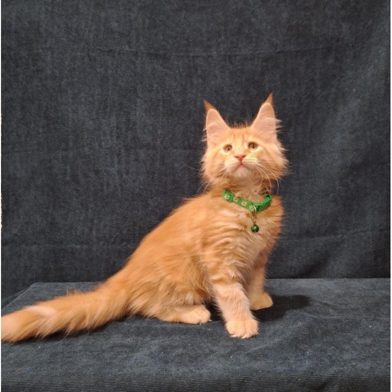 Maine Coon EZ Avatar