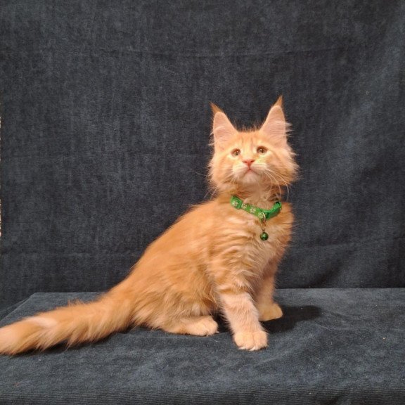 Maine Coon EZ Avatar