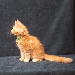 Maine Coon EZ Avatar