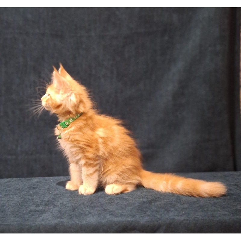 Maine Coon EZ Avatar