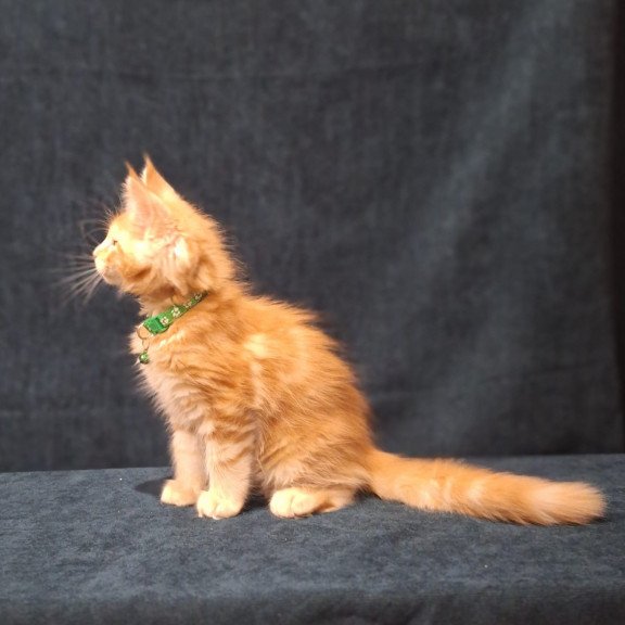 Maine Coon EZ Avatar