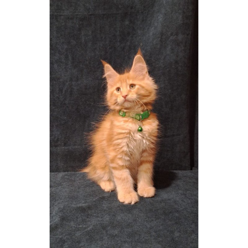 Maine Coon EZ Avatar