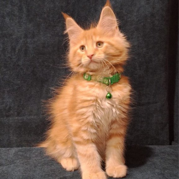 Maine Coon EZ Avatar