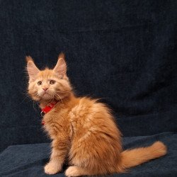 Maine Coon EZ Amelia