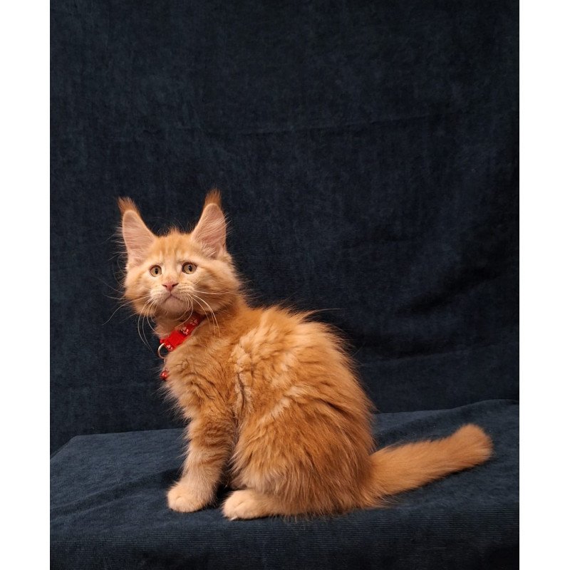 Maine Coon EZ Amelia