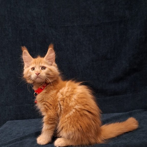 Maine Coon EZ Amelia