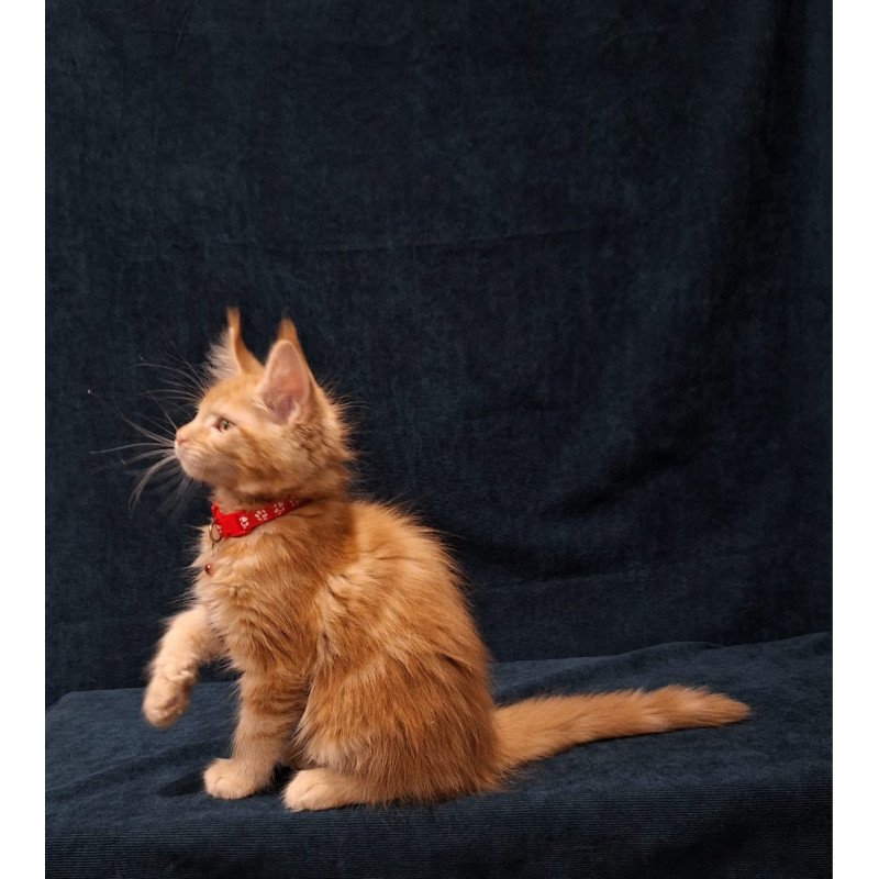 Maine Coon EZ Amelia